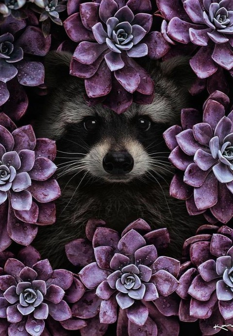 шпалери procyon, flower