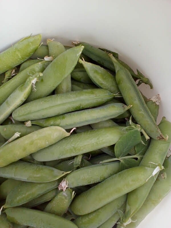 erbsen