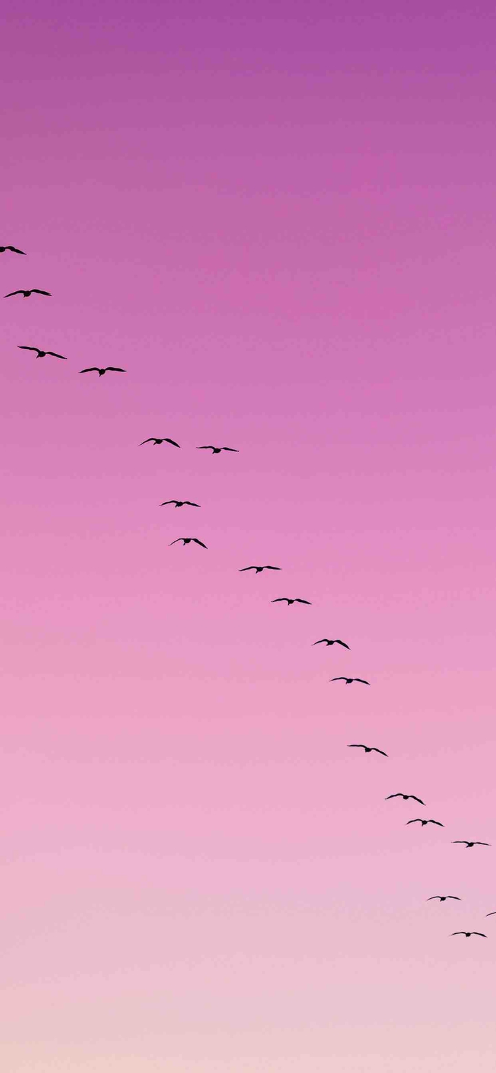Birds
