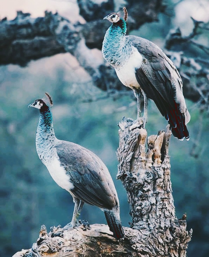 Peacock  ❤