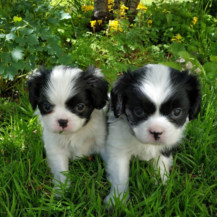 puppies