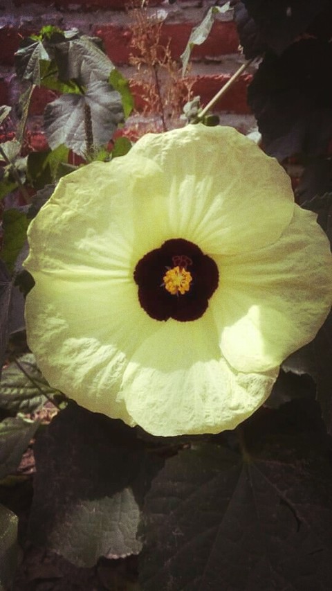 flores