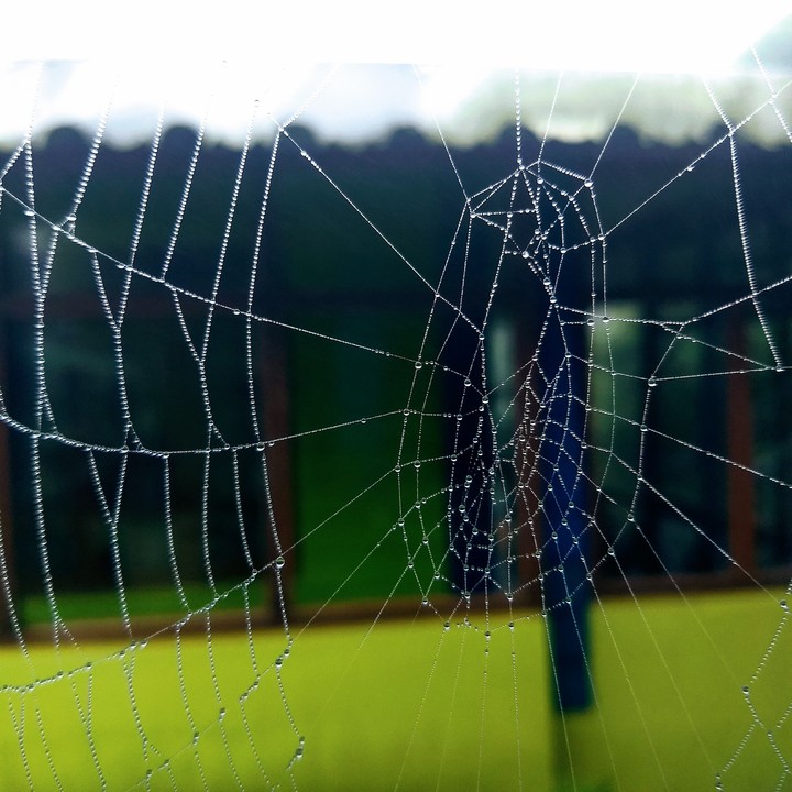 Webofspider