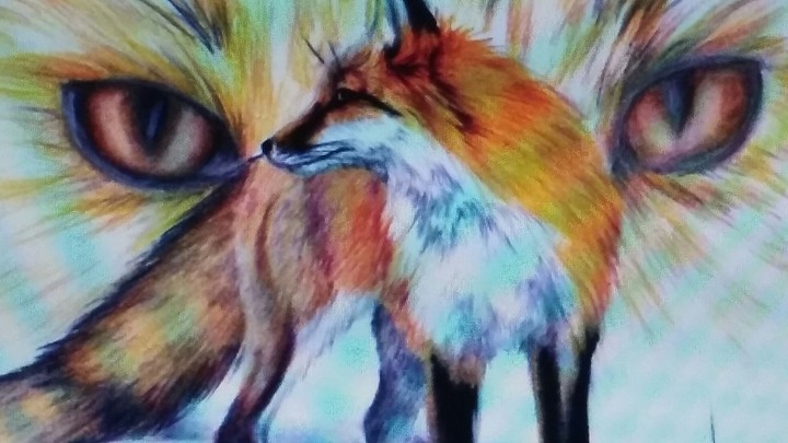 adult fox