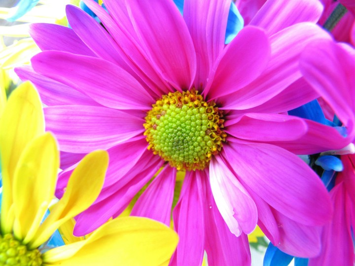 Flowers
