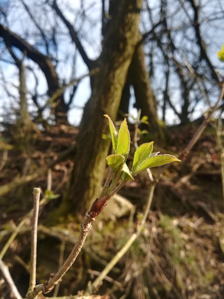 Spring is here
