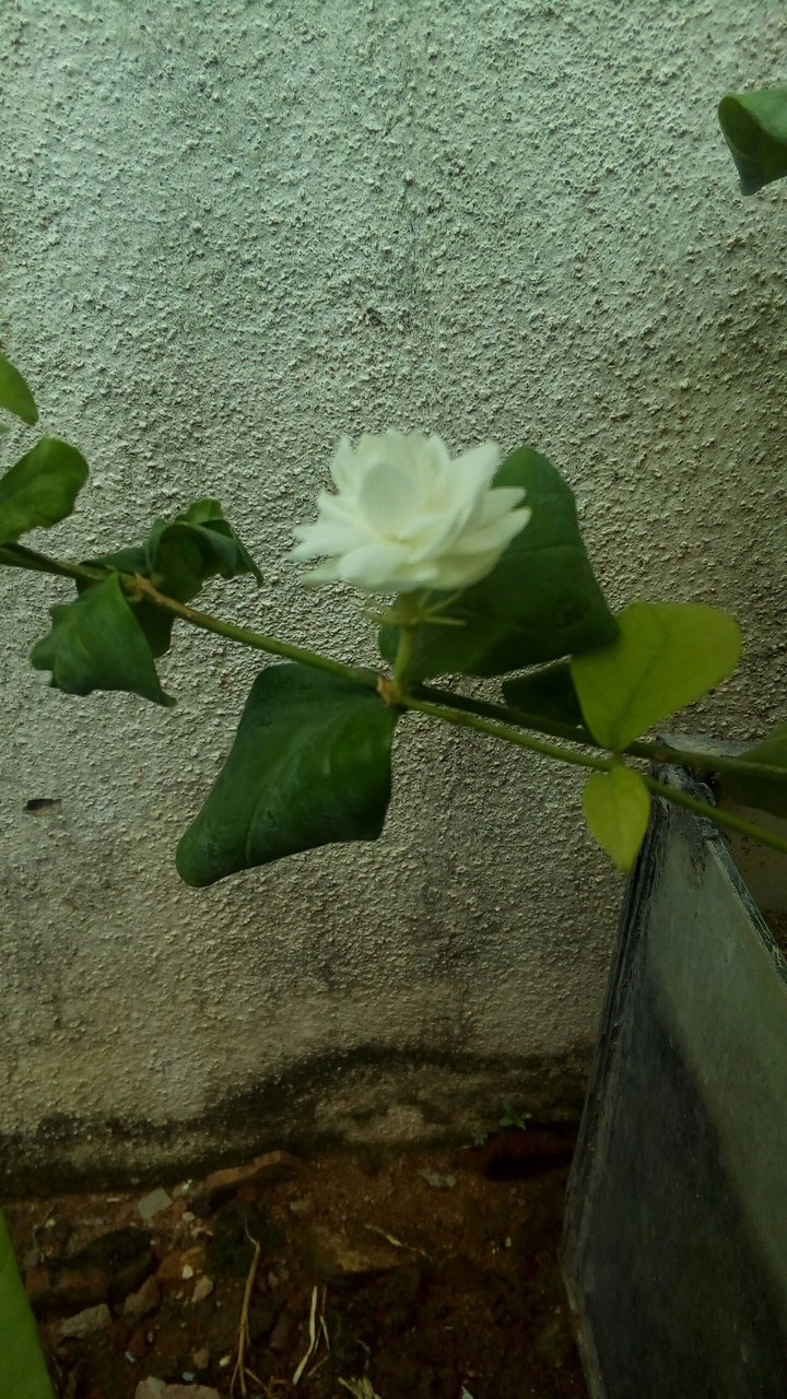 Jasmine