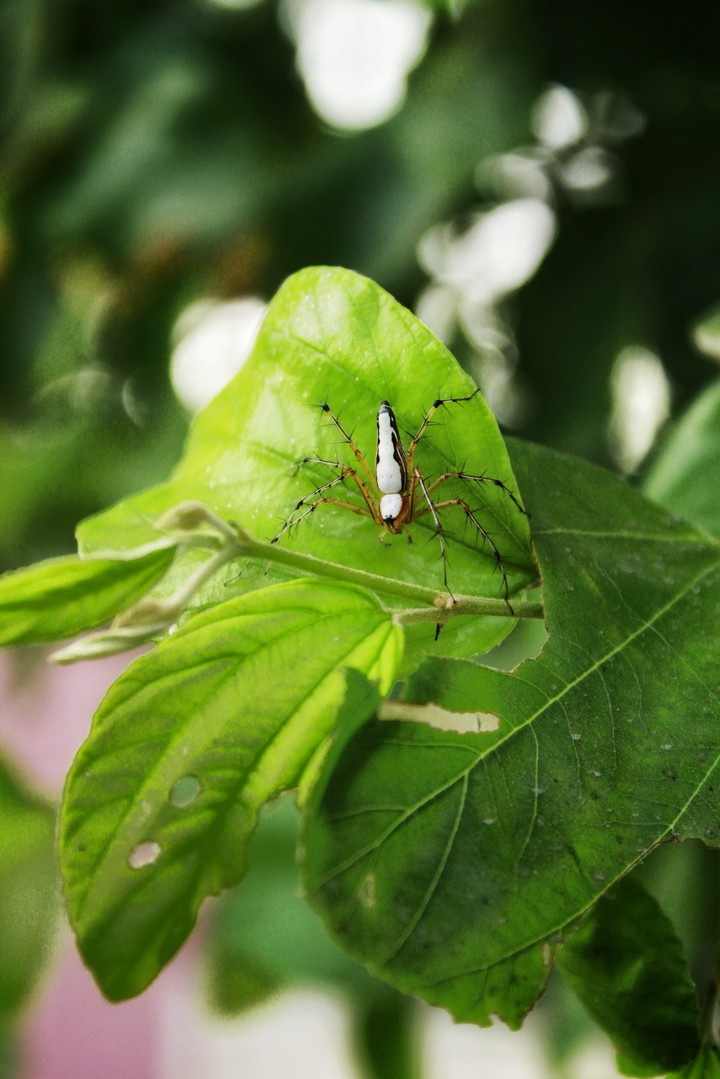 Spider