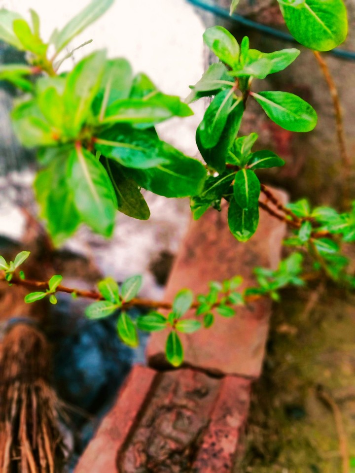plant