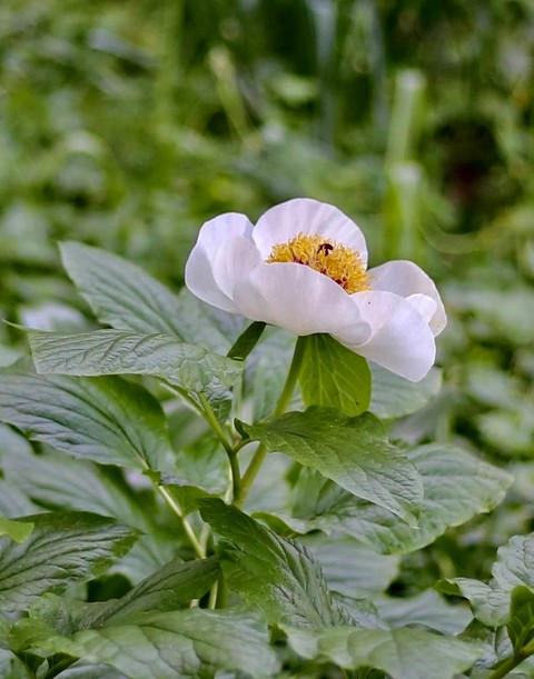 обои flower, Pollen