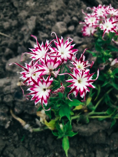 summer flowers 2
