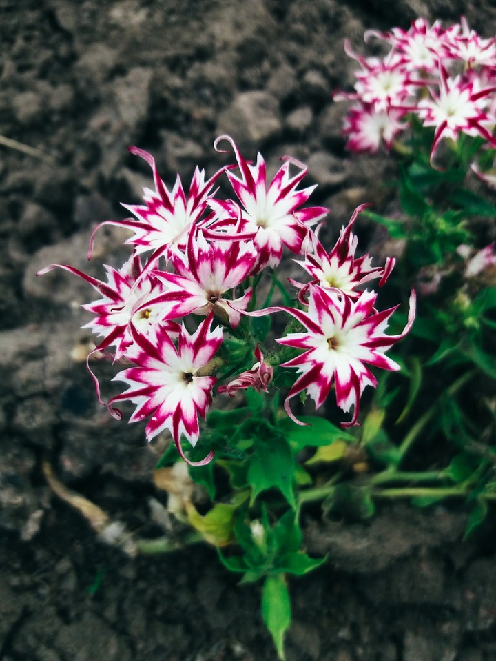 summer flowers 2