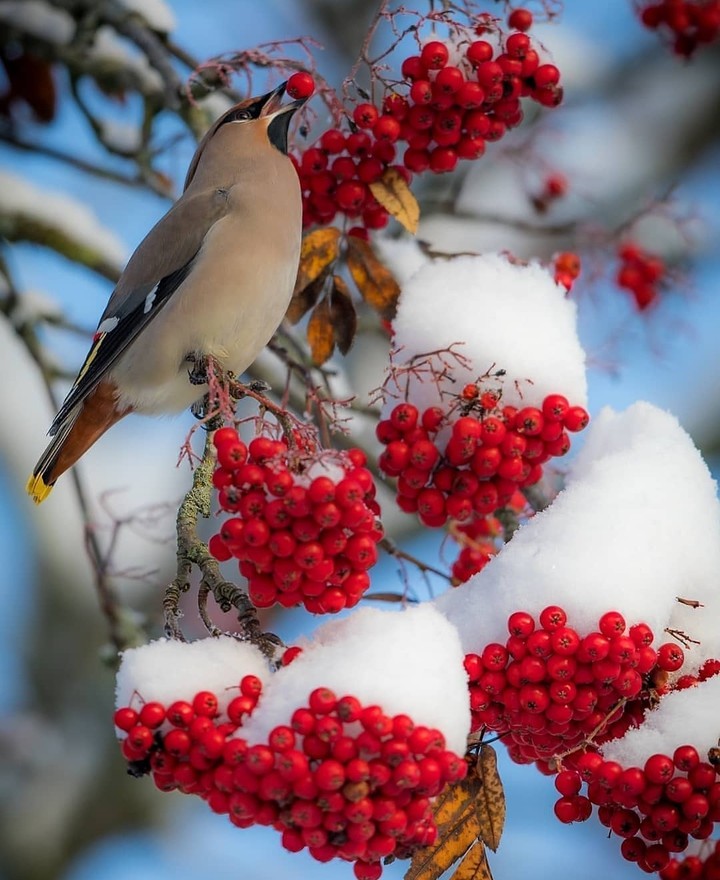 #bird
