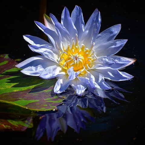 Lotus
