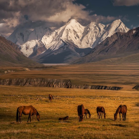 horses