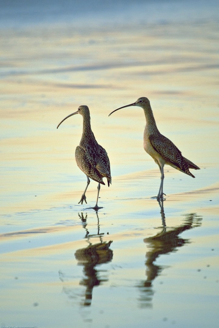 Birds on Morro Strand State Beach During a Golden Sunset.