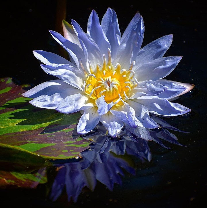 Lotus