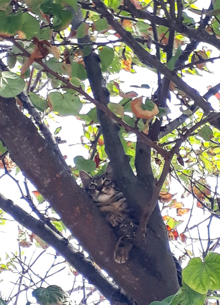Cat in the tree 2