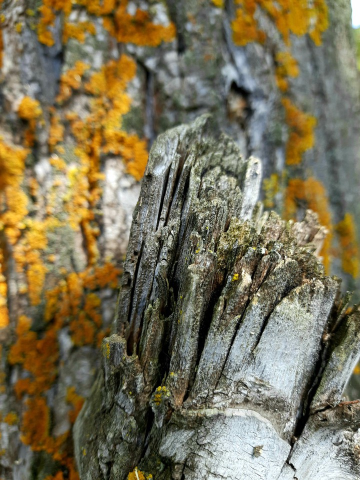 Wood