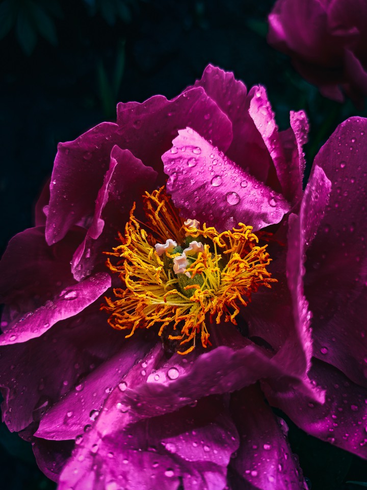 stamens