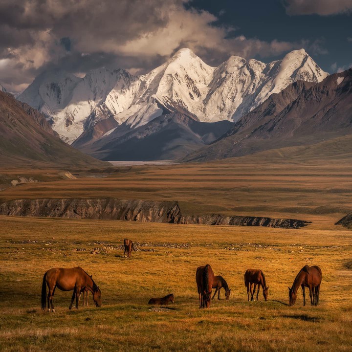 horses