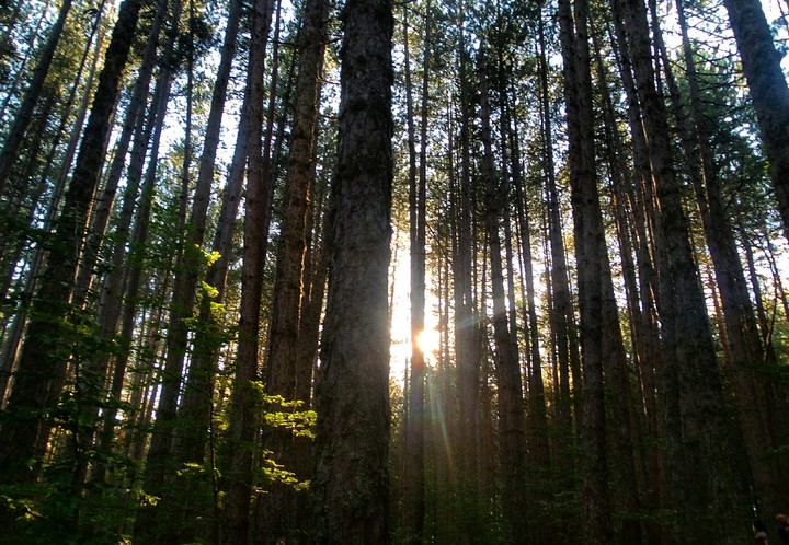 Forest