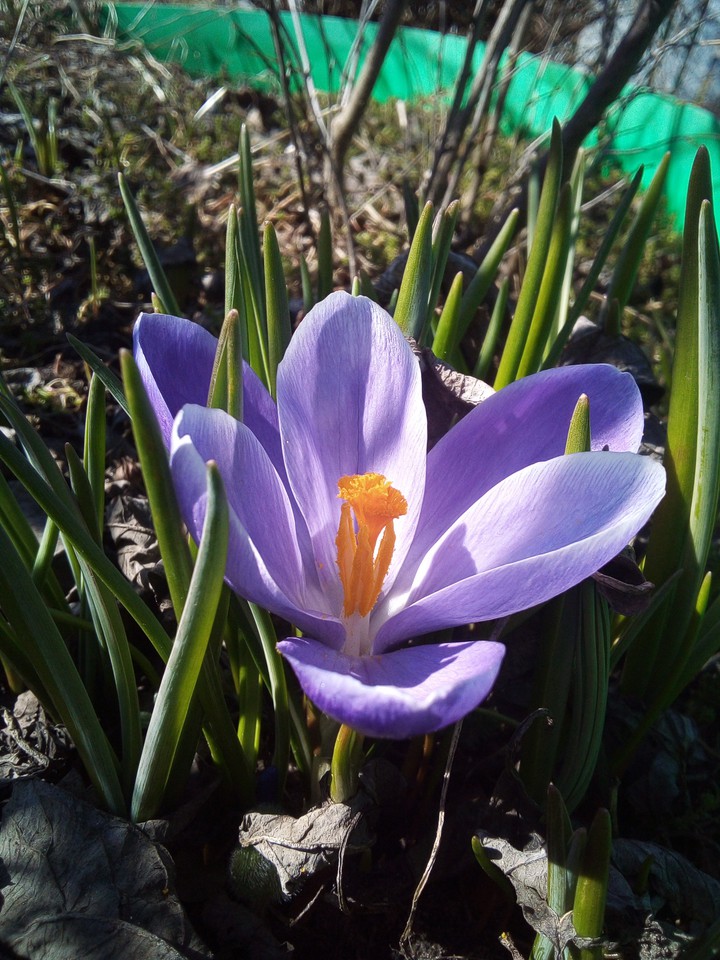 spring
