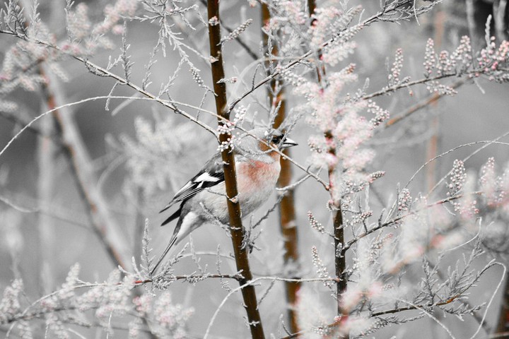 ispinoz - chaffinch
