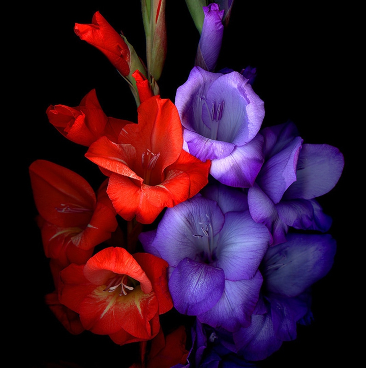 Gladiola