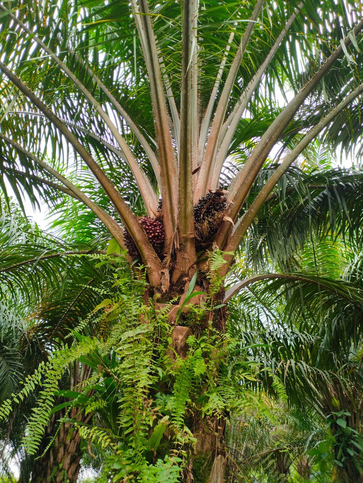 palm oil tree