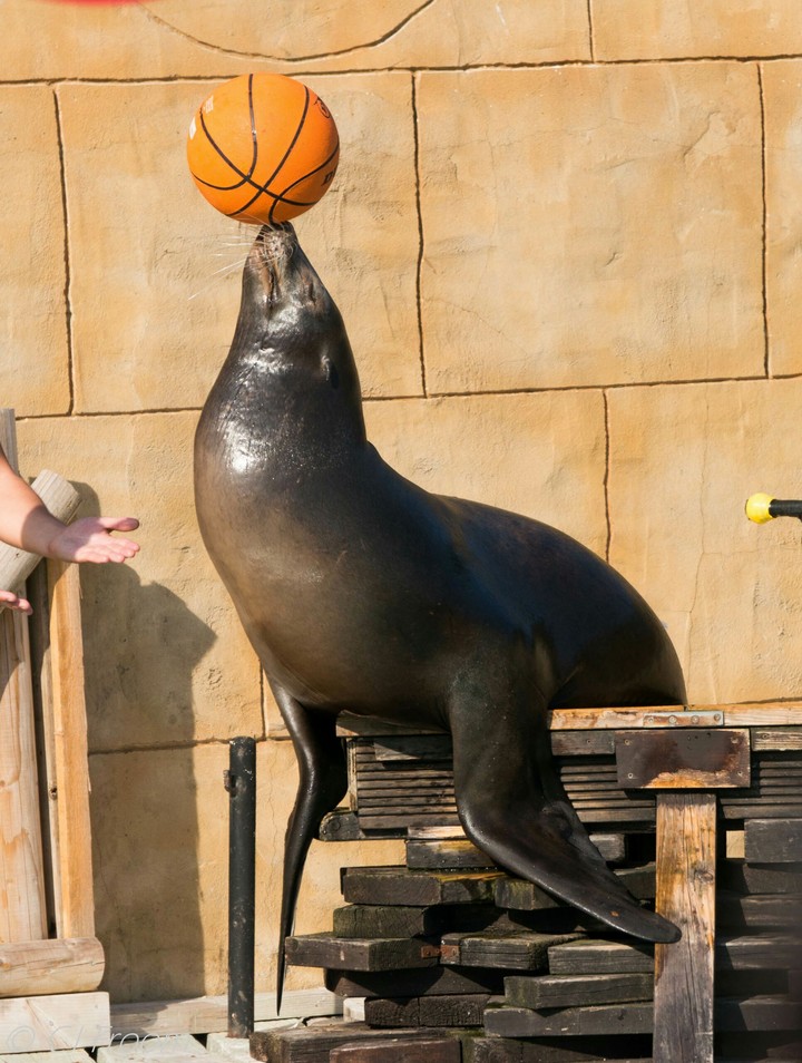 sea lion