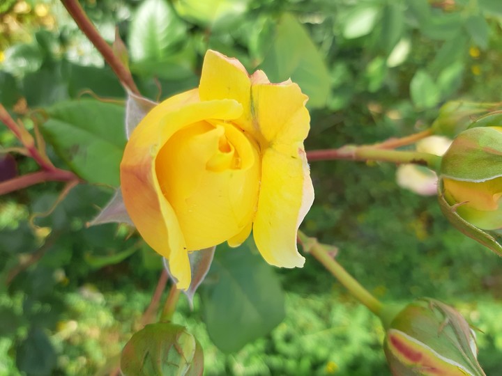 rose