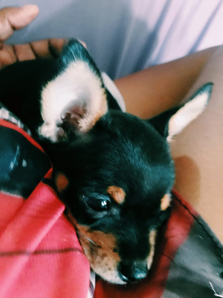 meu lindo