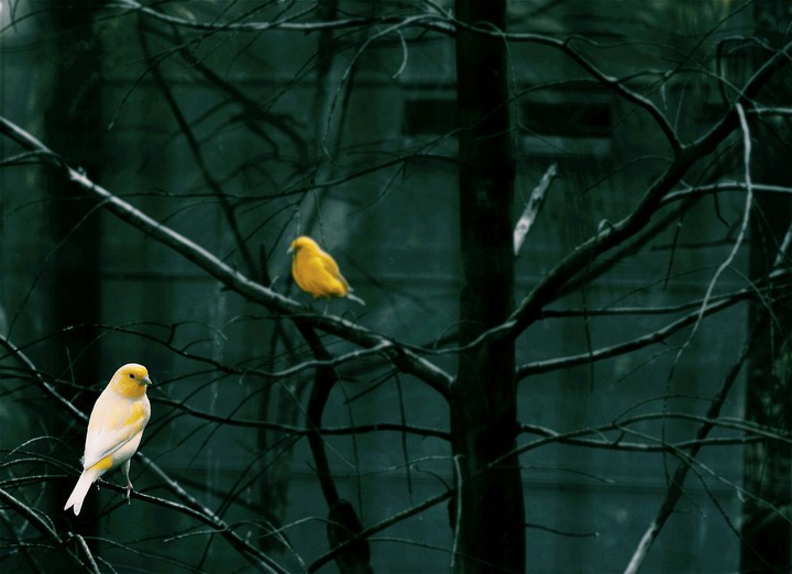 birds