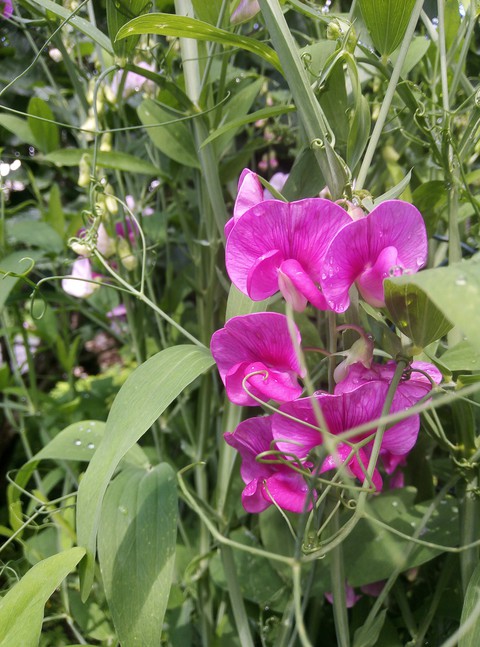 植物, flower壁纸