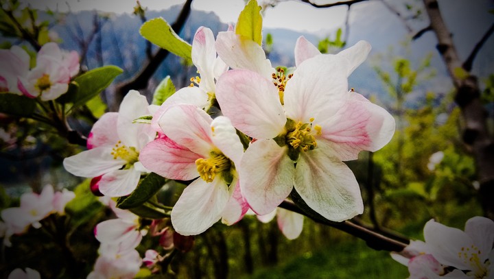 Apple flower
