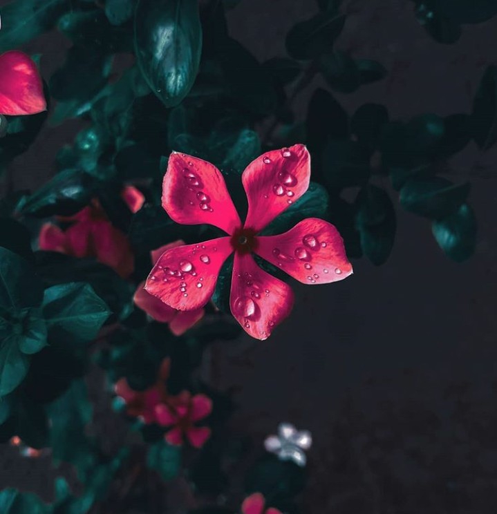 flowers