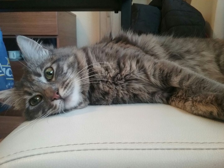 gato