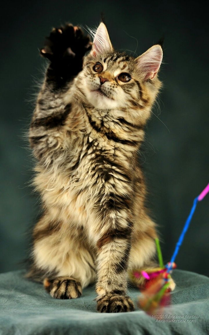 Cute Kitten