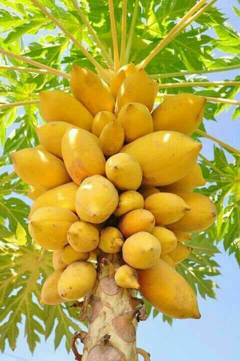 papaya wallpaper