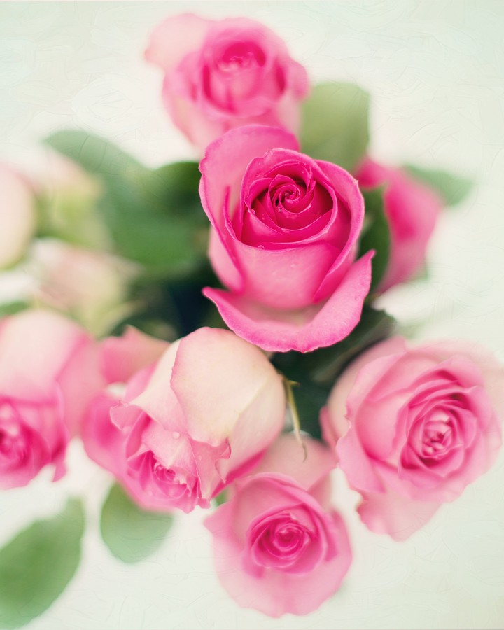 rose's