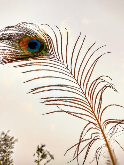 fonds d'écran bird, feather