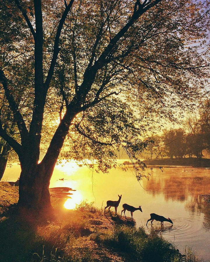 Dawn