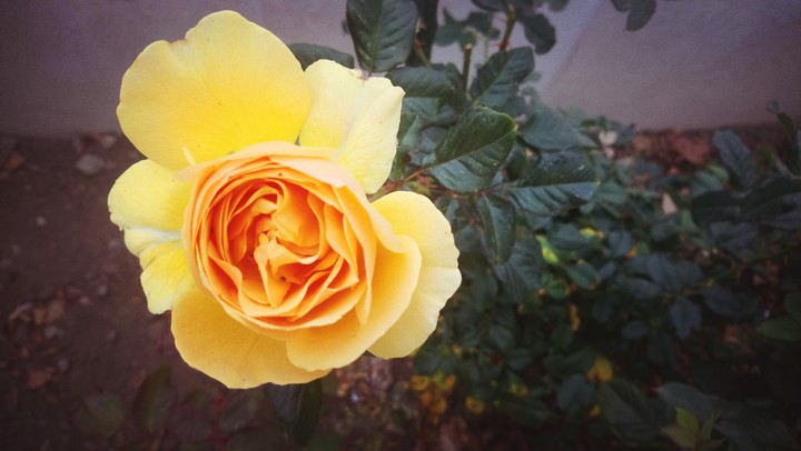 yellow rose