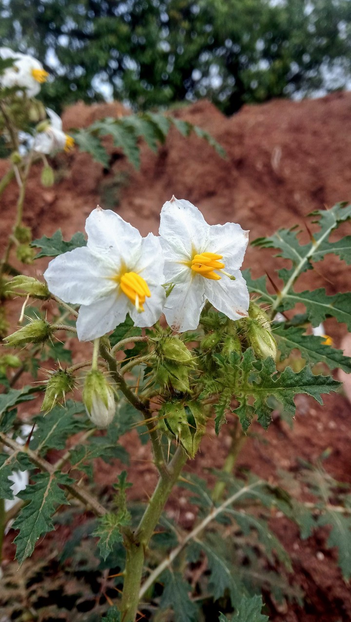 flower