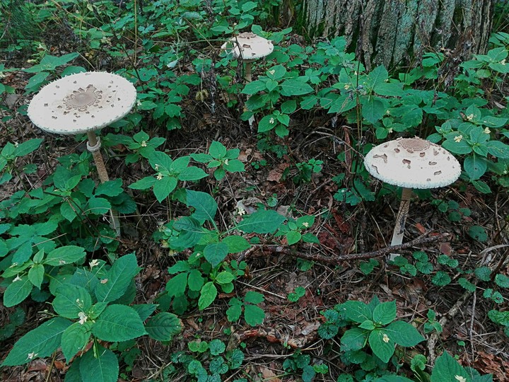 Mushrooms
