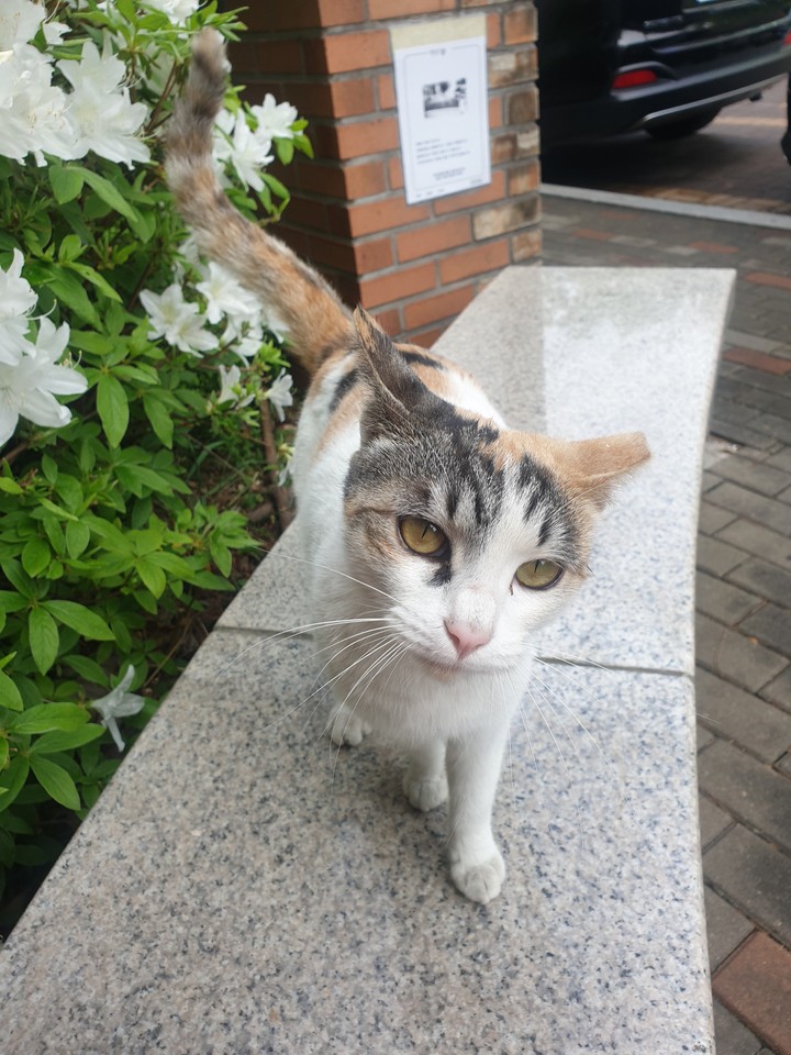cat