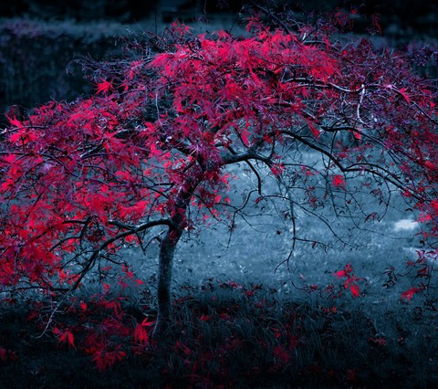beautiful tree