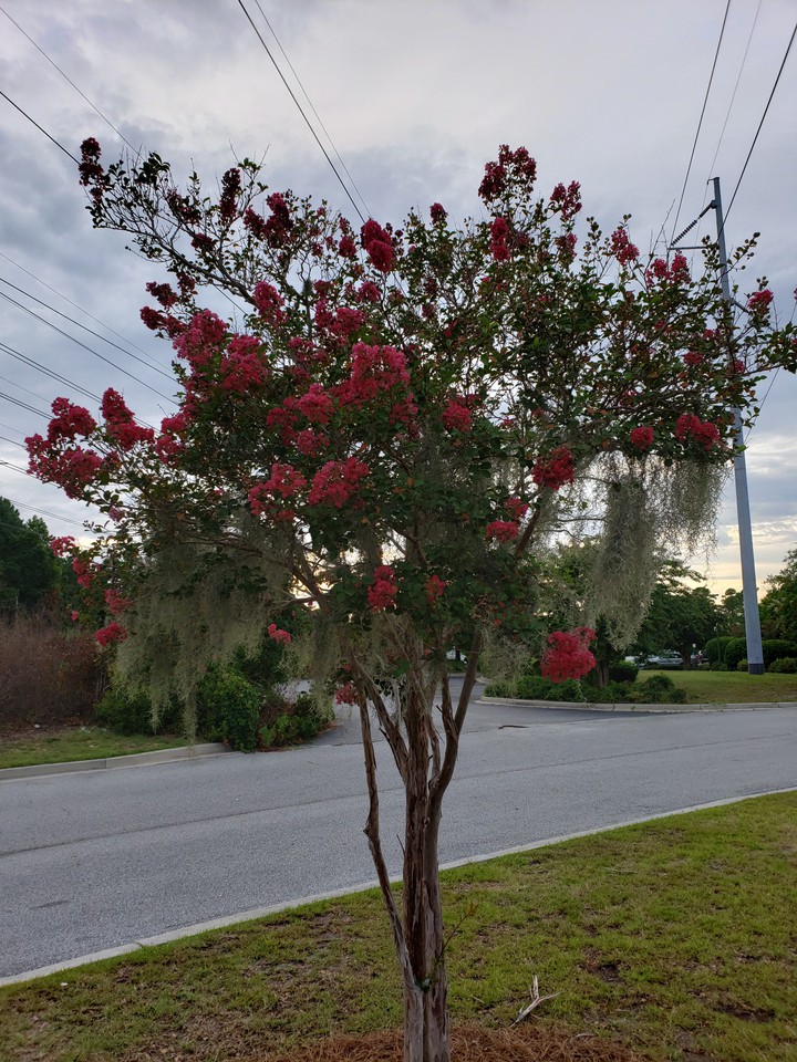 Crape Myrtle with Spanish Moss