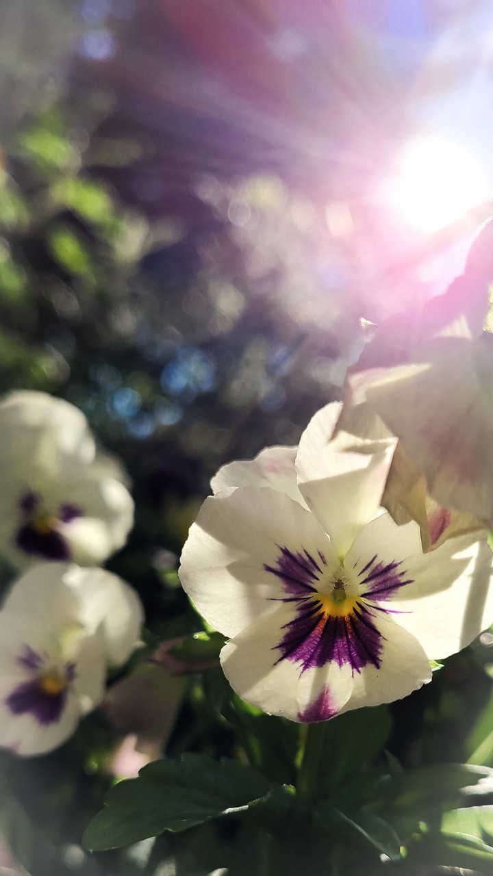 Summer Flowers